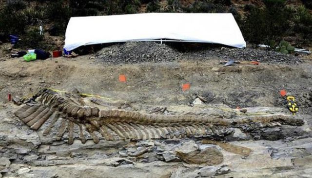 Amazing Discovery of Fossilised Dinosaur Bones