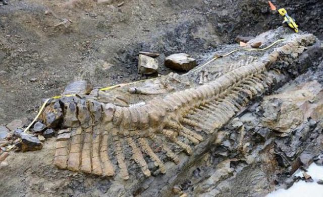 Amazing Discovery of Fossilised Dinosaur Bones