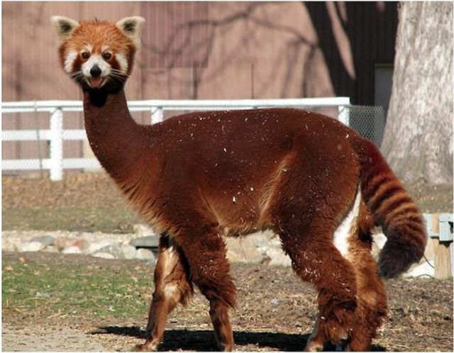 These Bizarre Hybrid Animals Really Freak Me Out