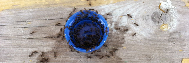 This Is What Happens When You Let Ants Near Pepsi