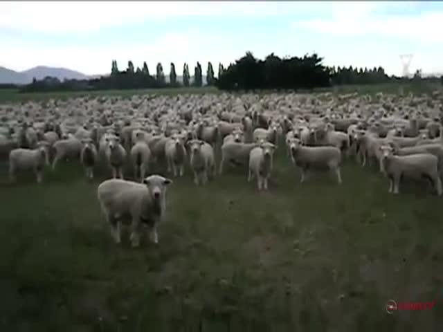 Sheep Protest 