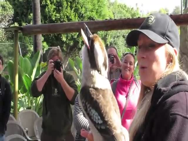 Kookaburra Bird Laughs with People at the Zoo 