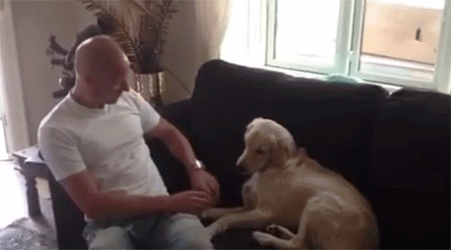 The Best Dog GIFs on the Internet