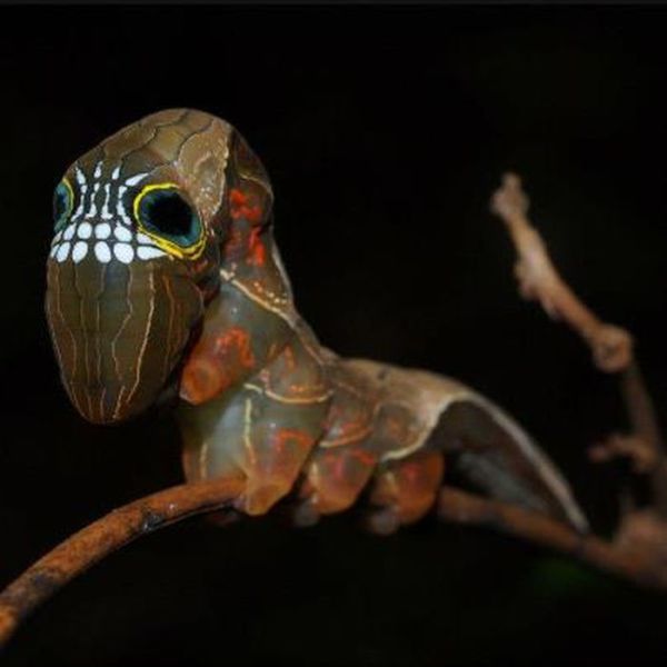 Cool and Creepy Animal Pictures