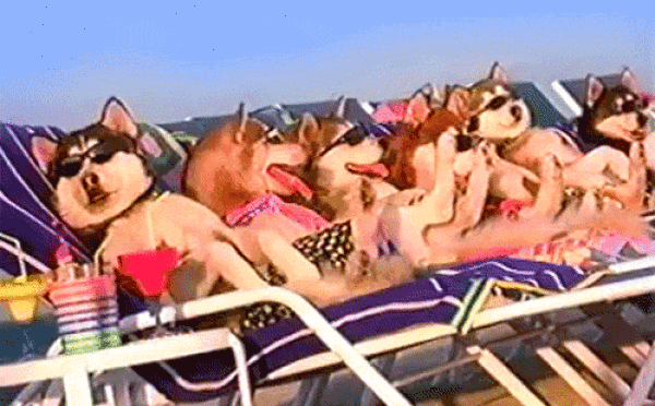 The Best Dog GIFs on the Internet