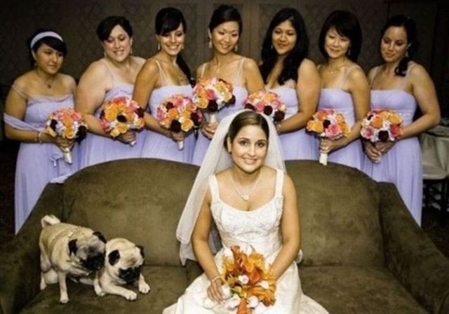 Hilarious Examples of Unexpected Wedding Photobombs