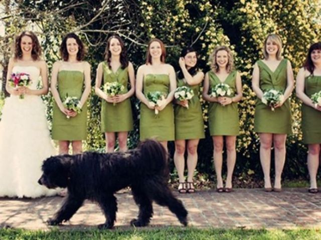 Hilarious Examples of Unexpected Wedding Photobombs