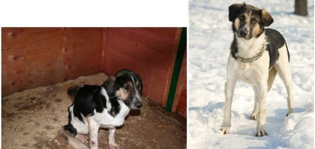 Abandoned Dogs Who Were Rescued: Then and Now