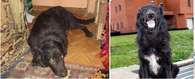 Abandoned Dogs Who Were Rescued: Then and Now
