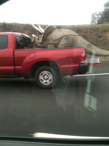 The Oddest Things Ever Spotted on Highways