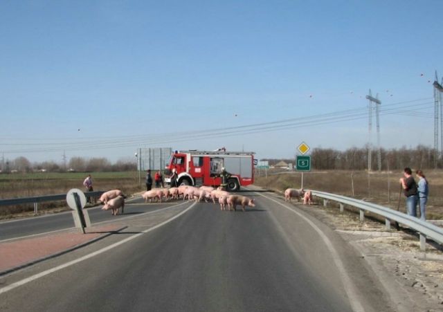 The Oddest Things Ever Spotted on Highways