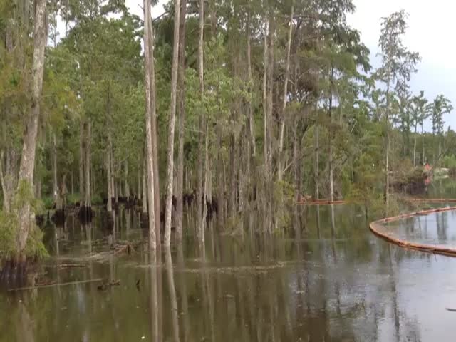Sinkhole Swallows Trees in a Matter of Seconds 