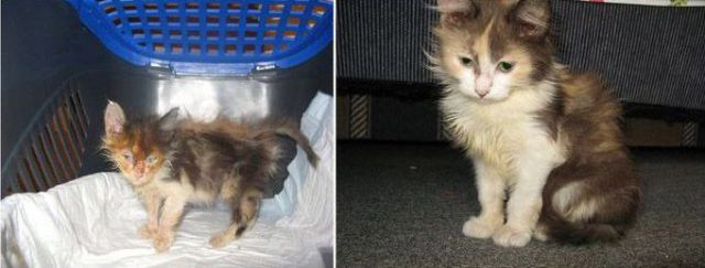 Rescued Cats: Before and After Photos