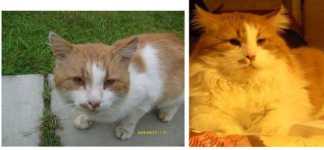 Rescued Cats: Before and After Photos