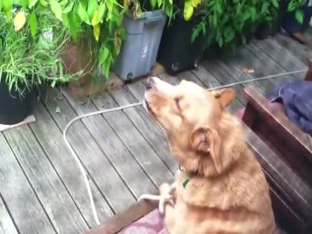 Dog’s Hilarious Response to Howling Wolves 