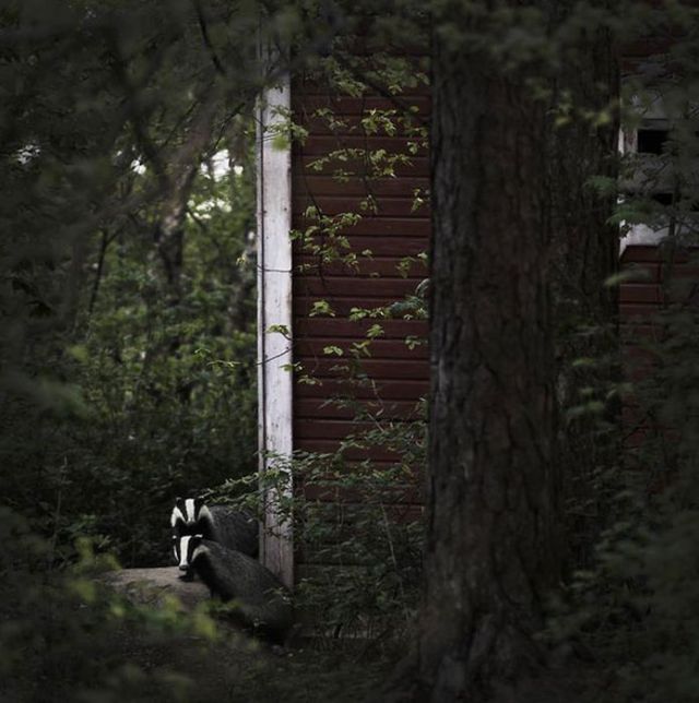 Finnish Woodland Houses Inhabited by Animals