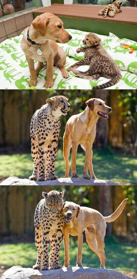 These Funny Animals