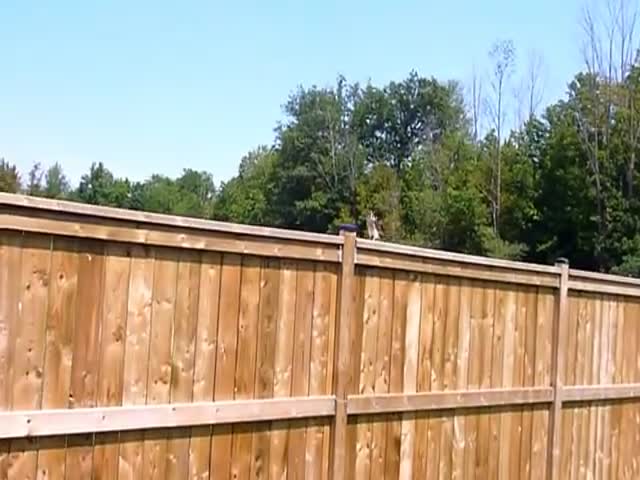 Guy Was Filming a Small Falcon When Suddenly… 