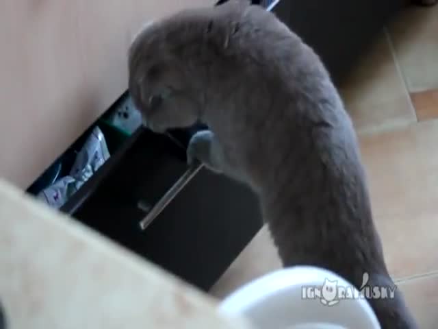 Stealing Cat Caught Red-Handed 