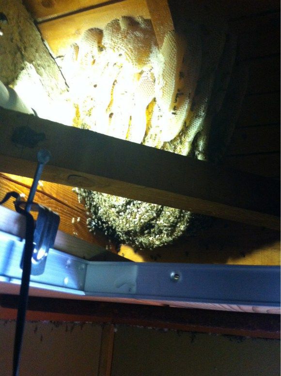 A Simple and Smart Method of Removing a Beehive in Your Attic
