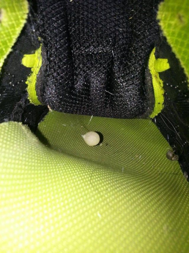 Scary Surprise in a Sneaker