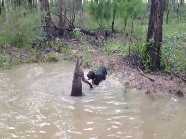 Kangaroo Tries to Drown Great Dane 