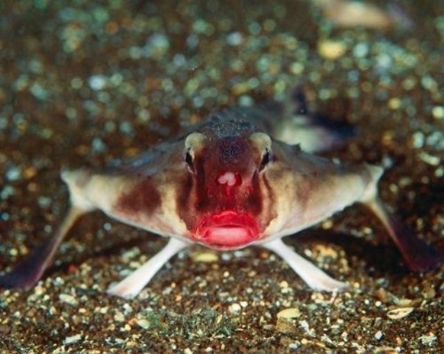 Real-Life Bizarre Creatures That Really Exist