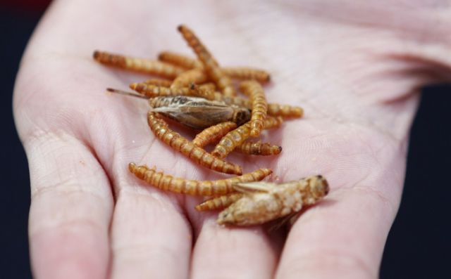 Rentokil Celebrates 85 Years in Business with a “Creepy-Crawly” Lunch