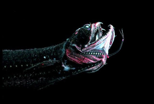 Unusual and Terrifying Animals from the Deepest Ocean Depths