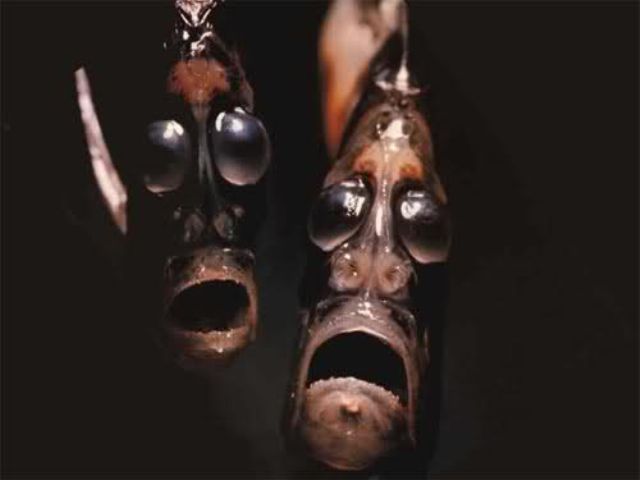 Unusual and Terrifying Animals from the Deepest Ocean Depths