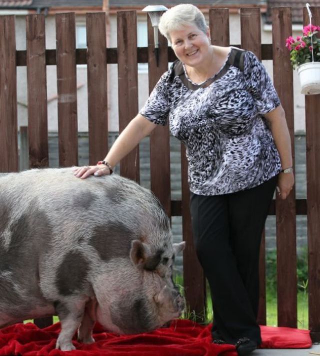 Pet Owner Gets More Pig Than She Bargained for