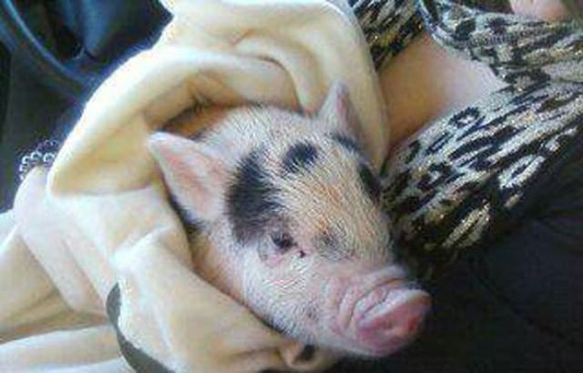 Pet Owner Gets More Pig Than She Bargained for