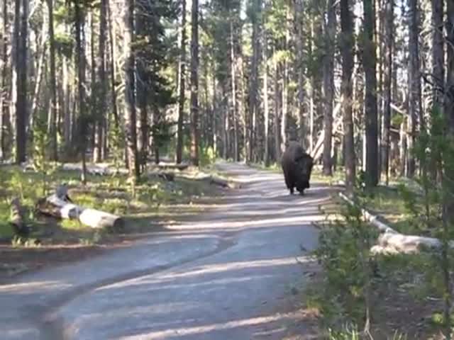 Hikers’ Close Encounter with a Bison in Yellow Stone Park 