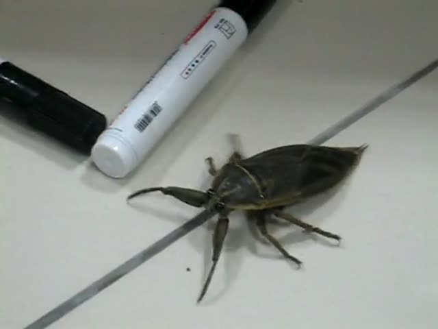 Insects Are Scary: Giant Water Bug Edition 