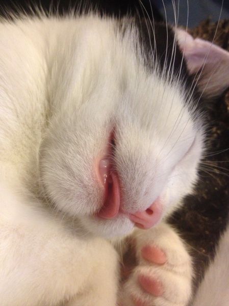 funny kitten sleeping with tongue out