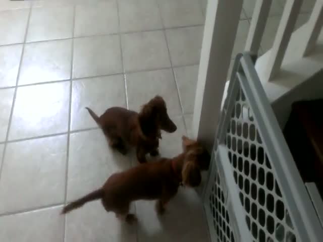 Two Mini Dachshunds Race for Bath Time 