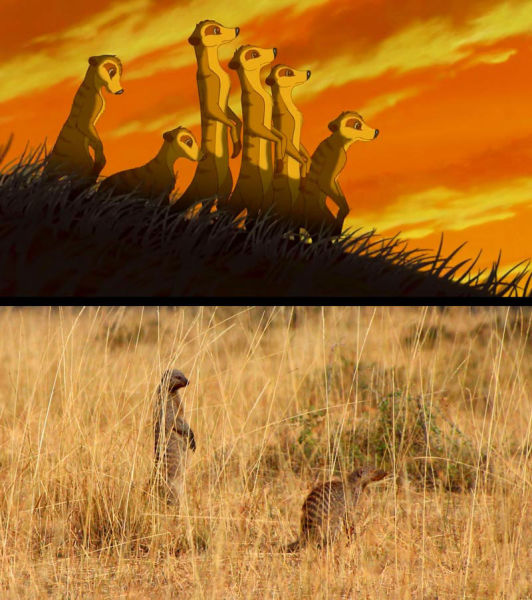 Safari Holiday Snaps vs. Stills from the “The Lion King”