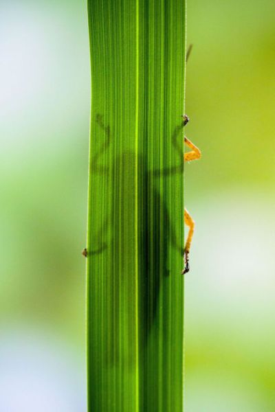 Close-Up Photos of a Grasshopper Eating a Plant