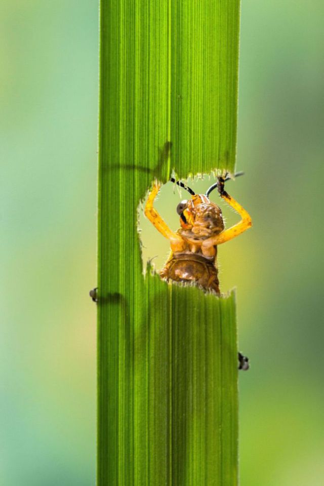 Close-Up Photos of a Grasshopper Eating a Plant