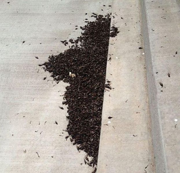 Oklahoma City Attacked by a Swarm of Crickets