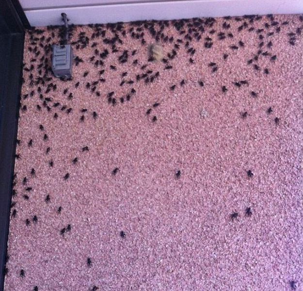 Oklahoma City Attacked by a Swarm of Crickets
