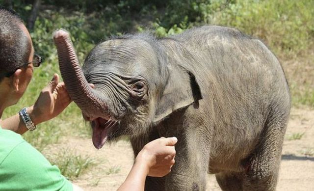Sad Baby Elephant Has a Five Hour Crying Fit