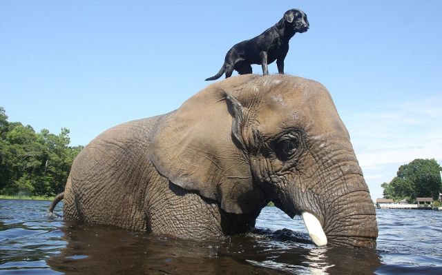 The Most Unlikely Animal Playmates Play Fetch Together