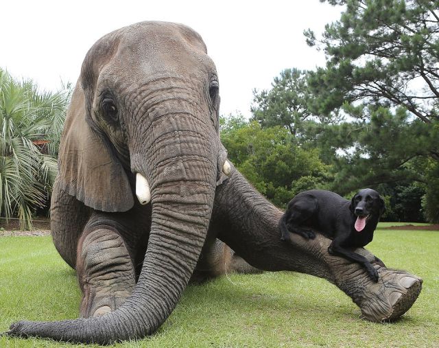 The Most Unlikely Animal Playmates Play Fetch Together
