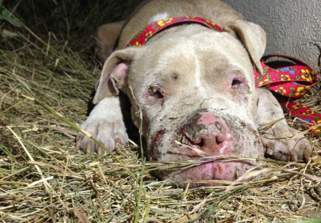 Sweet Story of a Rescued Pit Bull