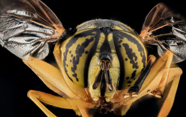 Zoomed-in Photographs Capture Arthropods in Minute Detail