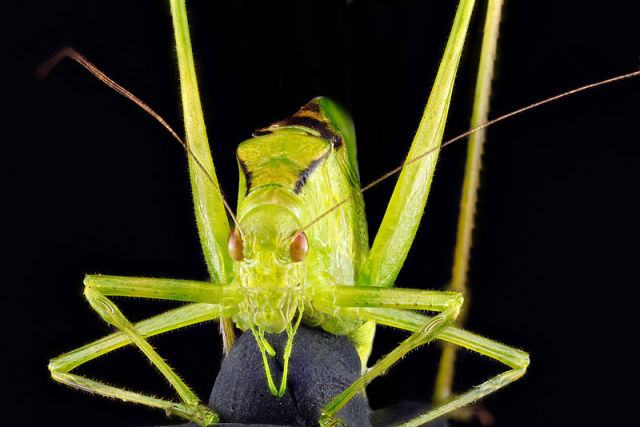 Zoomed-in Photographs Capture Arthropods in Minute Detail