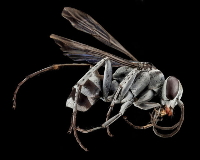 Zoomed-in Photographs Capture Arthropods in Minute Detail