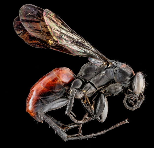 Zoomed-in Photographs Capture Arthropods in Minute Detail