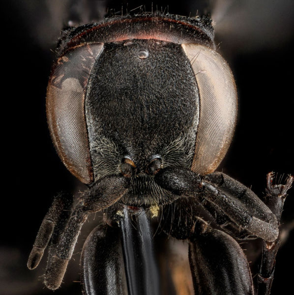 Zoomed-in Photographs Capture Arthropods in Minute Detail